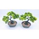 BONSAI FA MAG.:25CM